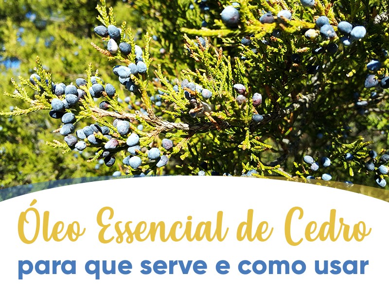 Óleo Essencial de Cedro: para que serve e como usar